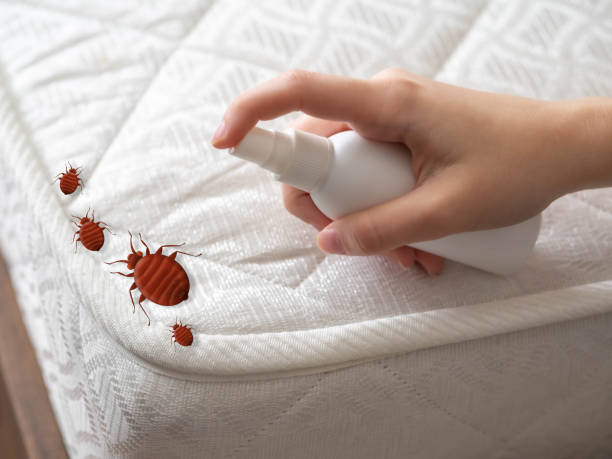 Best Local Pest Control Services  in Sandy Springs, GA