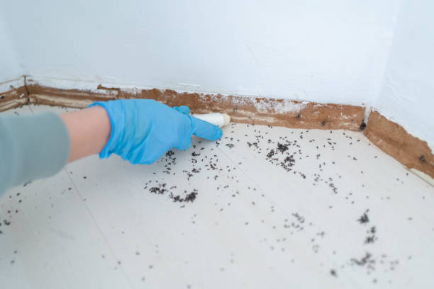 Best Pest Inspection Near Me  in Sandy Springs, GA